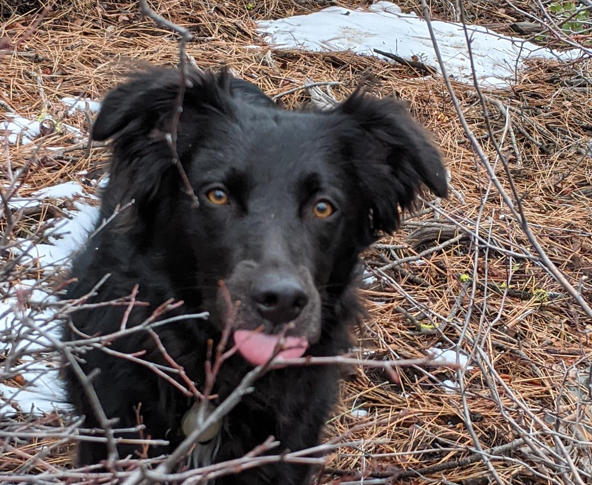 Pheobe dog sticking out tongue